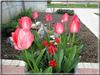 foto Tulipani